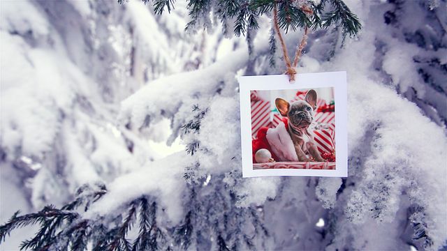 Photos In The Winter Forest - Original - Poster image