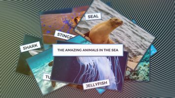 Marine Animals