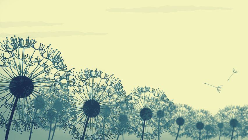 Dandelion Breeze Background - Original - Poster image