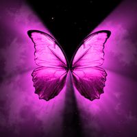 Pink Butterfly