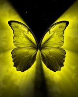 Yellow Butterfly