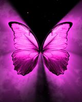 Pink Butterfly