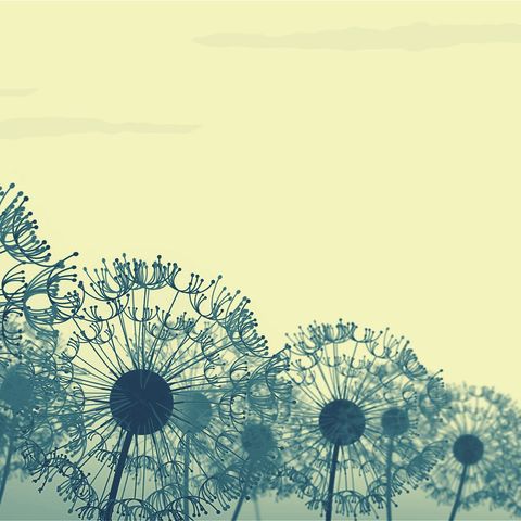 Dandelion Breeze Background - Square - Original - Poster image