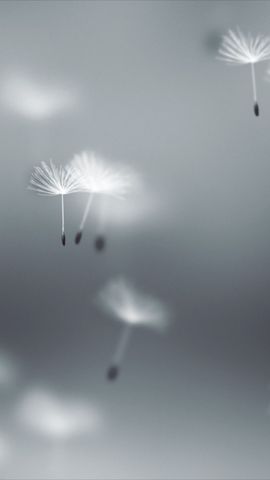Fly Dandelions Background - Vertical - Original - Poster image