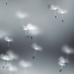 Fly Dandelions Background - Square Original theme video