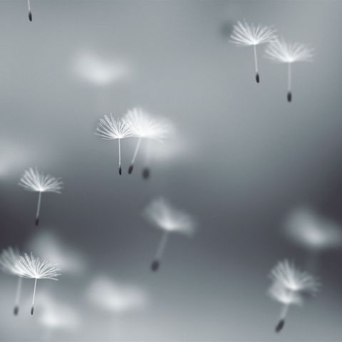 Fly Dandelions Background - Square - Original - Poster image