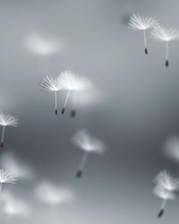 Fly Dandelions Background - Post Original theme video