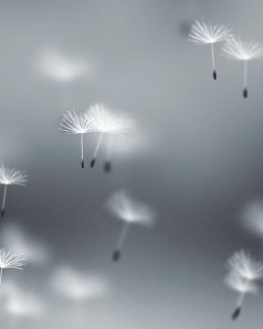 Fly Dandelions Background - Post - Original - Poster image