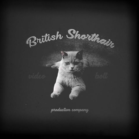 British Shorthair Cinematic Intro - Square - Original - Poster image