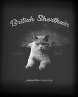 British Shorthair Cinematic Intro - Post Original theme video