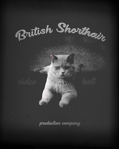 British Shorthair Cinematic Intro - Post - Original - Poster image